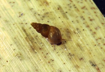 Hydrobie des antipodes Les escargots une diversité menacée