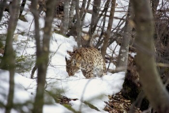 Il vient juste de quitter son repaire diurne et part en chasse. / © Didier Pépin