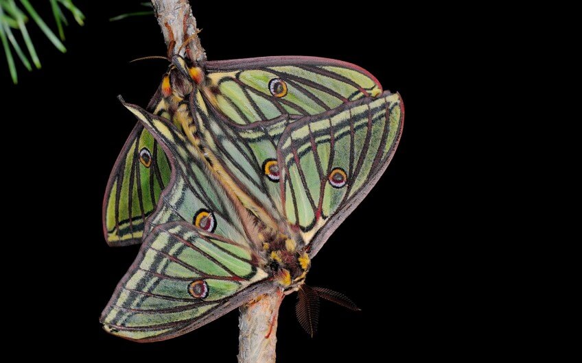 Lumières sur les papillons de nuit