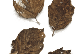 Janvier - la dégradation des feuilles de hêtres est encore plus avancée. Même au cœur de l'hiver, les petites bêtes du sous-bois ne chôment pas. / © Jacques Rime
