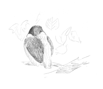 « Jeune de la nichée précédente. Un peu perdu, pas très doué à la pêche… Retranché en aval du territoire, vers le village… » / © Jean-Philippe Paul