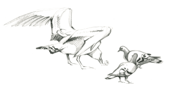 Jeune goéland leucophée