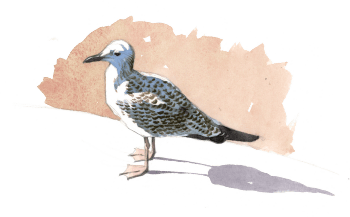 Jeune goéland leucophée