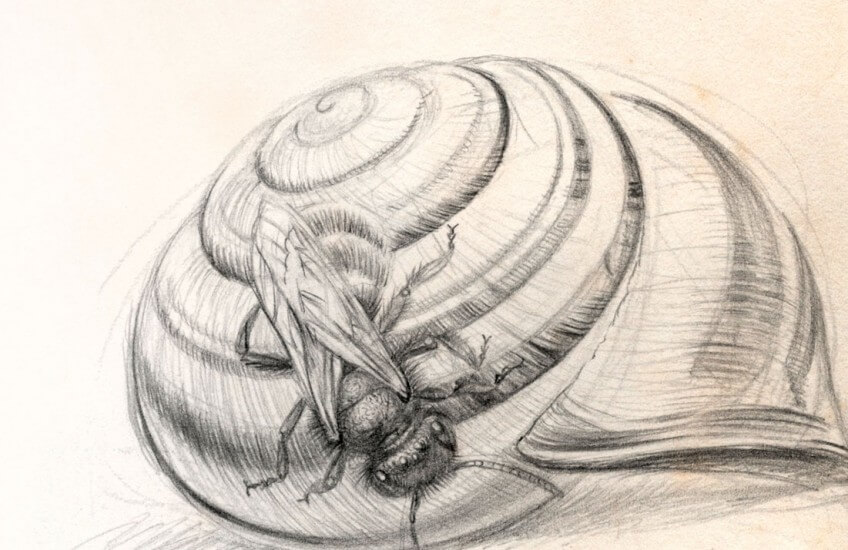 Les abeilles osmies squattent les vieilles coquilles d'escargots