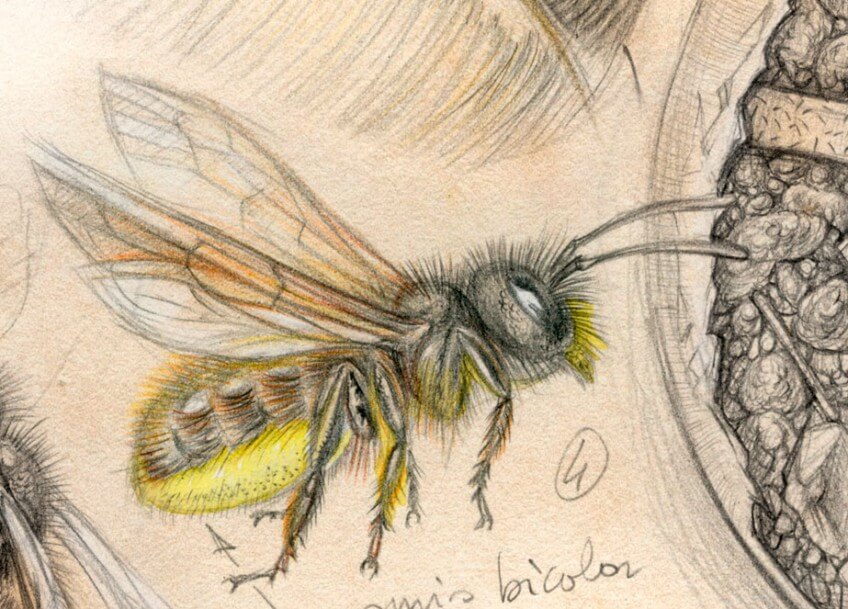 Les abeilles osmies squattent les vieilles coquilles d'escargots