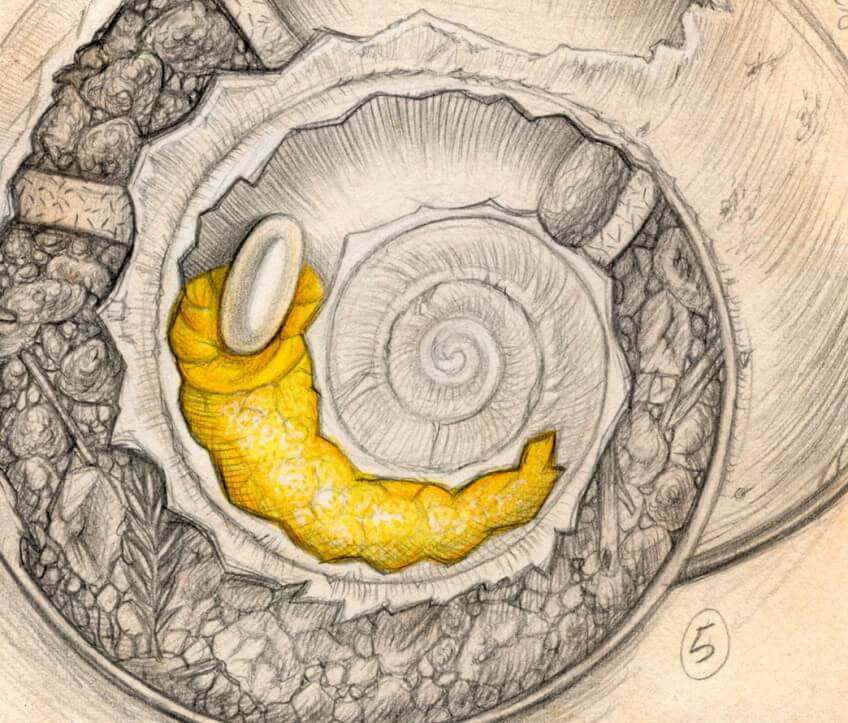 Les abeilles osmies squattent les vieilles coquilles d'escargots