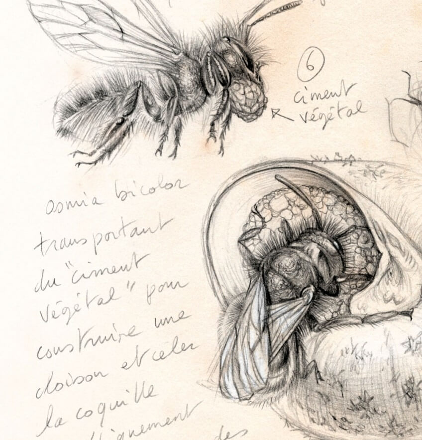 Les abeilles osmies squattent les vieilles coquilles d'escargots