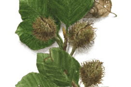 Juillet - les faines ont fait leur apparition / © Jacques Rime