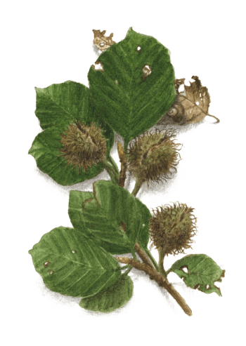 Juillet - les faines ont fait leur apparition Hêtre arbre éternel