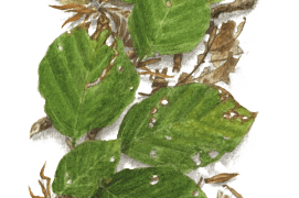 Juin - les rameaux du hêtre sont parcourus d'un large éventail de nuances de vert / © Jacques Rime