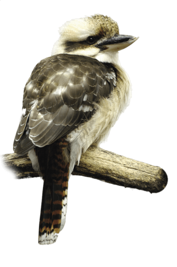 Martin-pêcheur, une histoire de famille tropicale