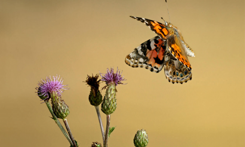 Les plantes préférées du papillon belle-dame
