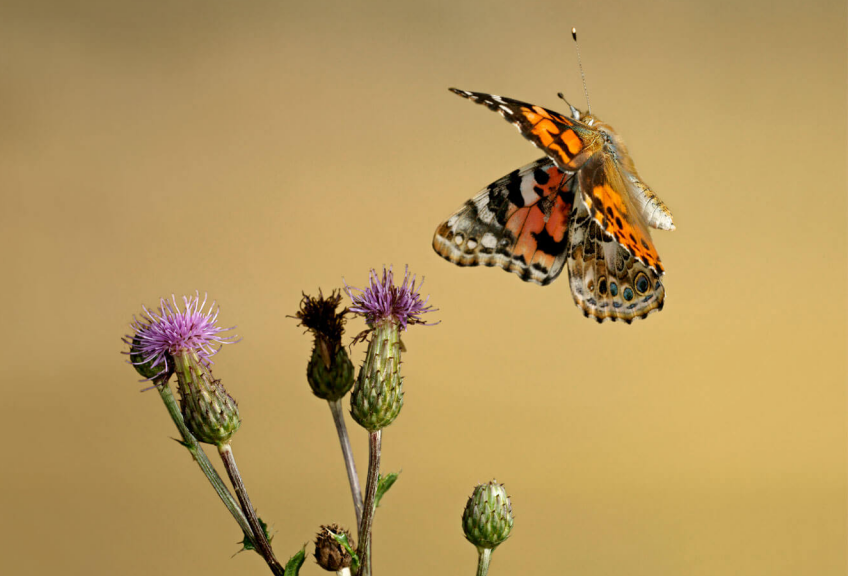 La belle-dame porte bien son surnom de vanesse des chardons. Les plantes préférées du papillon belle-dame
