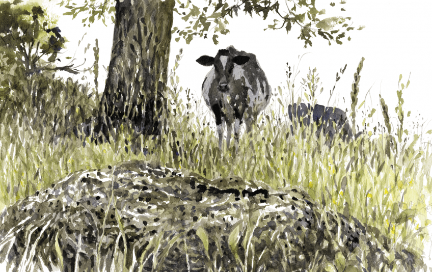 Bouse de vache : 3 conseils pour observer une nature insolite