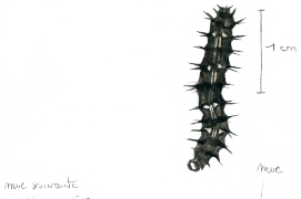 La chenille de la belle-dame ressemble en plus svelte à celle du vulcain. Sa couleur varie selon les individus. Elle est en général gris-noir, parfois plus claire, avec des lignes jaunes discontinues. On compte quatre stades larvaires. Un cinquième peut être nécessaire en cas de disette. / © Sylvain Leparoux