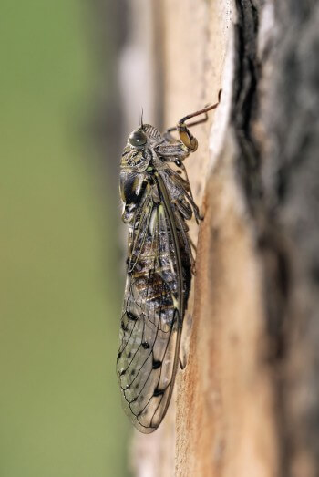 La cigale sait jouer de sa caisse de résonance. La nature joue du tambour