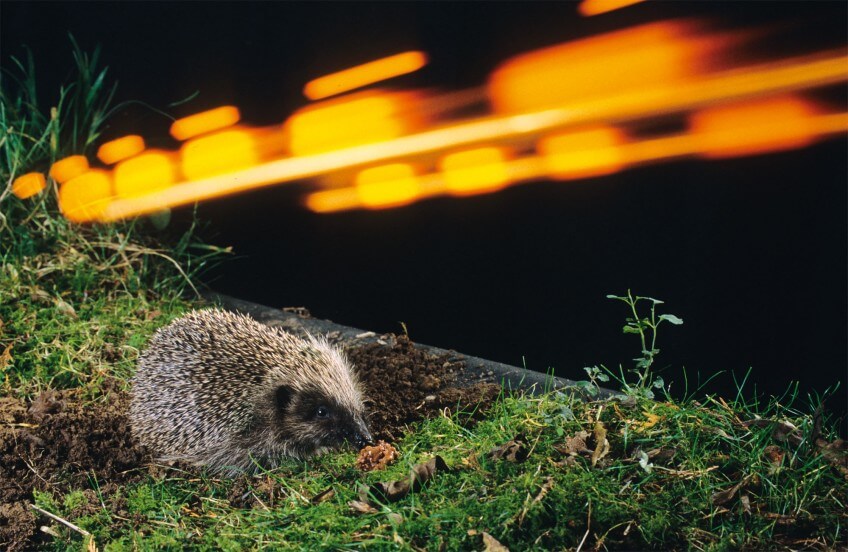 Hérisson : Transformez votre jardin pour l'accueillir