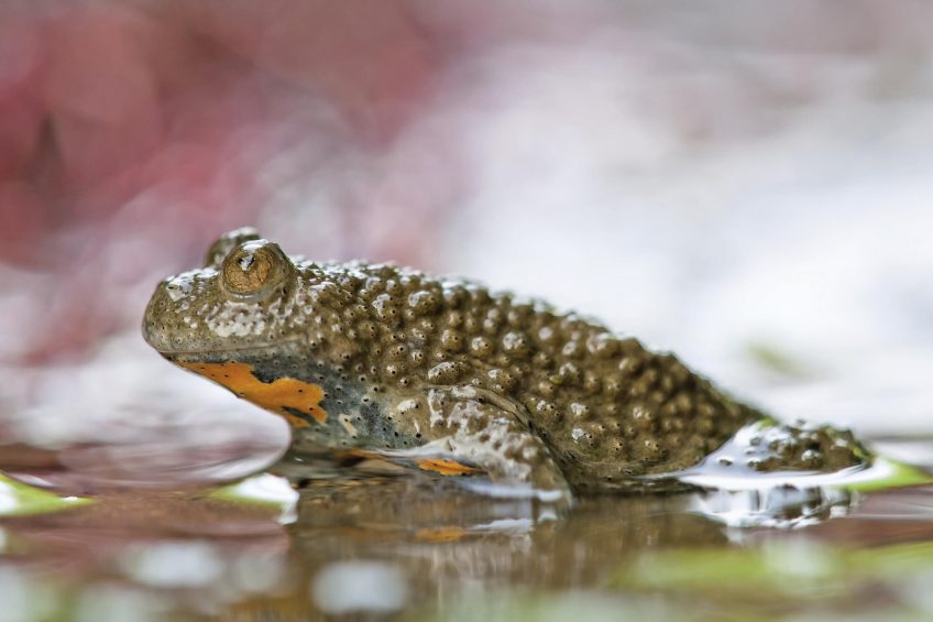 Le sonneur à ventre jaune, le crapaud au charme caché