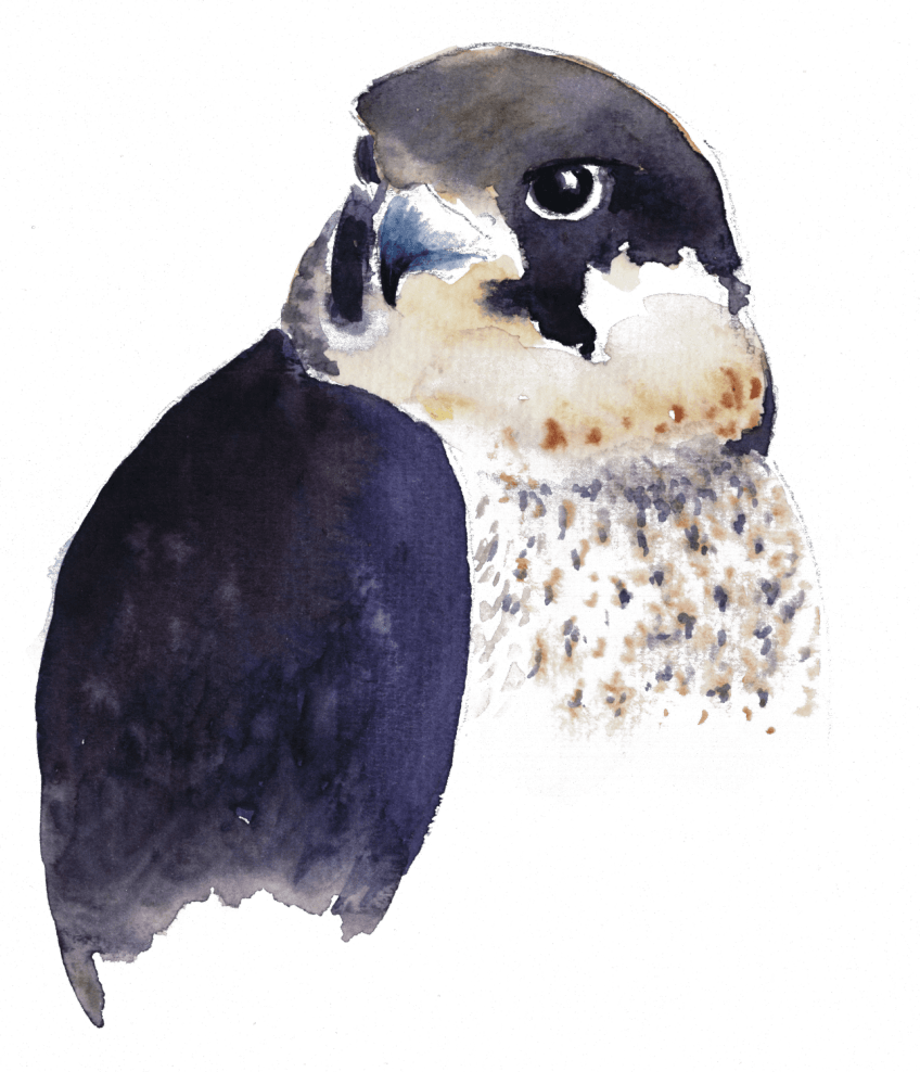 Le faucon des gargouilles