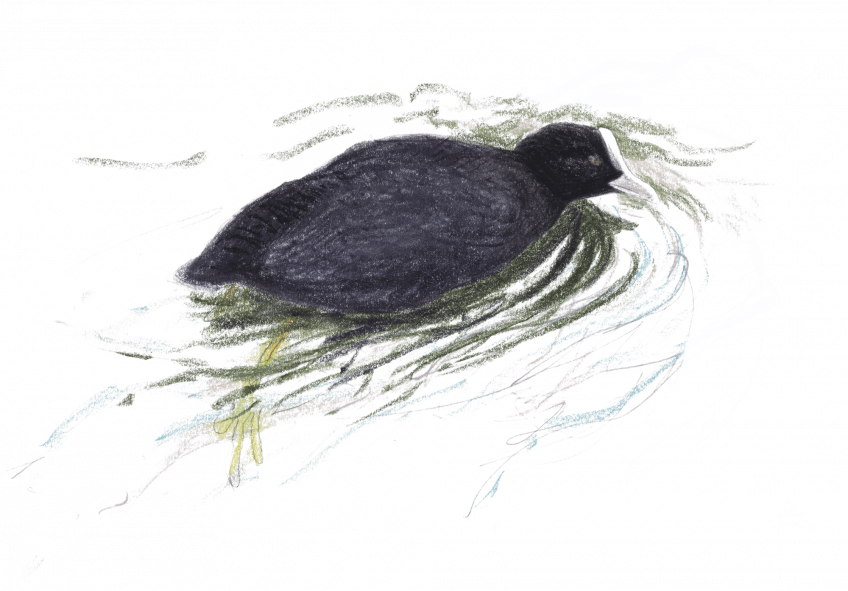 Observons les foulques macroules dans le port