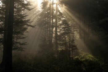 La forêt du lynx / © Didier Pépin