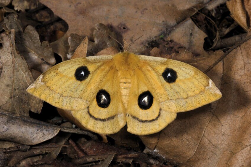 La hachette, Aglia tau, reconnaissable à ses ocelles ornés d'un T blanc Les habitants et les visiteurs du hêtre