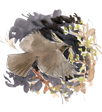 « La merlette fait des allers-retours vers la haie avec des brindilles et des herbes pour son nid. » / © Jean Chevallier