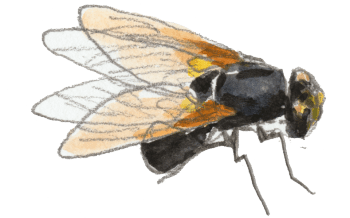 La mésembrine du midi, diptère très commun dans les pâturages à vaches / © Denis Clavreul