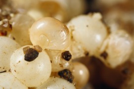 La sortie des bébés escargots: arrêts sur image / © Gilbert Hayoz