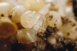 La sortie des bébés escargots: arrêts sur image / © Gilbert Hayoz