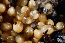 La sortie des bébés escargots: arrêts sur image / © Gilbert Hayoz