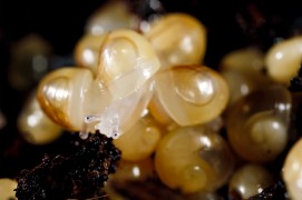 La sortie des bébés escargots: arrêts sur image / © Gilbert Hayoz