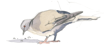 La tourterelle turque se montre aussi parfois en pleine ville. / © Federico Gemma