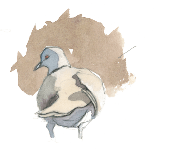 La tourterelle turque se montre aussi parfois en pleine ville. / © Federico Gemma