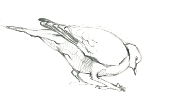 La tourterelle turque se montre aussi parfois en pleine ville. / © Federico Gemma