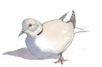 La tourterelle turque se montre aussi parfois en pleine ville. / © Federico Gemma