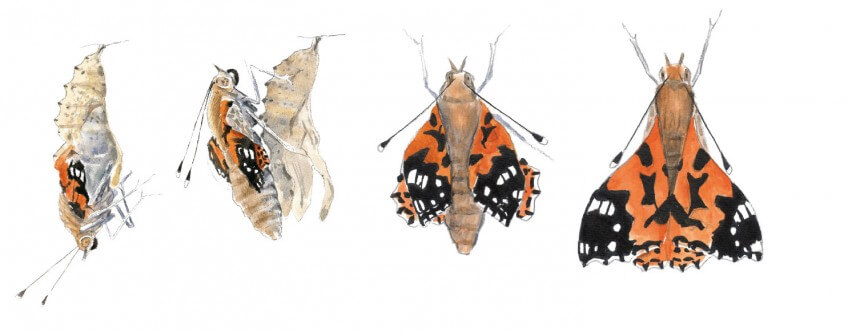 La vanesse des chardons fait partie des nymphalidés, papillons souvent de bonne taille ornés de dessins splendides dessus comme dessous : morio, tabac d’Espagne ou paon de jour. Chez la belle-dame, mâle et femelle sont identiques et mesurent environ 30 mm de long pour une envergure qui peut presque varier du simple au double entre 40 et 70 mm. Naissance d'une vanesse, le papillon belle-dame