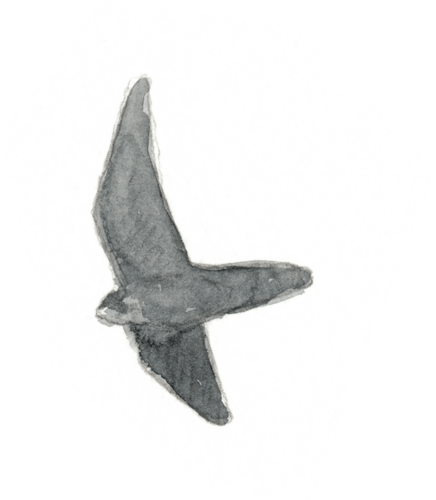 La vengeance des pigeons kamikazes