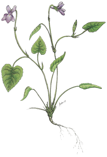 Cuisinez les feuilles de la violette