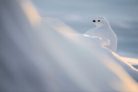 Lagopède alpin / © Vincent Munier