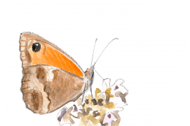 L’amaryllis pond sur diverses graminées. Ce papillon ne vole qu’en été et passe l’hiver sous forme de chenille. / © Sylvain Leparoux