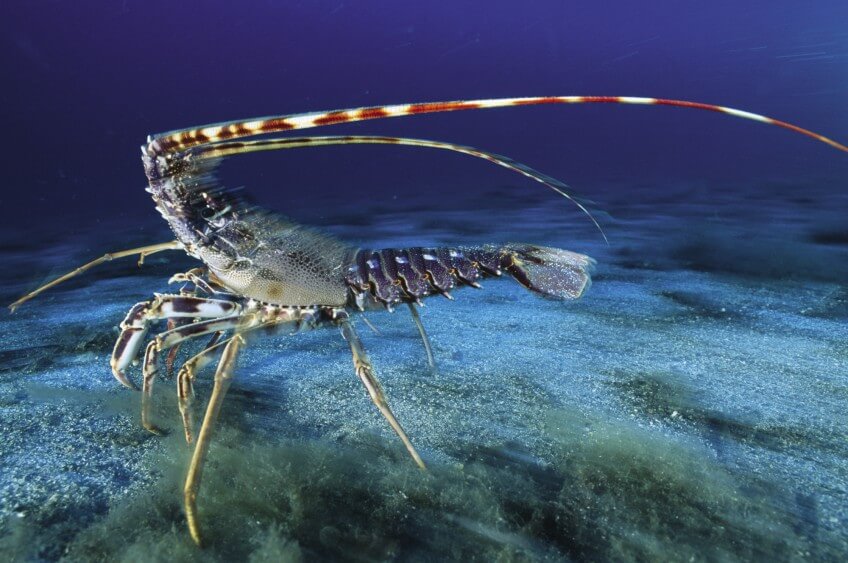 Langouste rouge Les joueurs de violon dans la nature