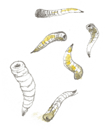 Larves de mouches Foison de vie dans les bouses de vaches