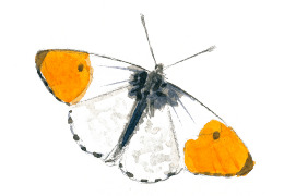 L’aurore vole dès avril. Elle pond sur des crucifères comme la cardamine des prés. C’est sous forme de chrysalide qu’elle passe l’hiver. / © Sylvain Leparoux