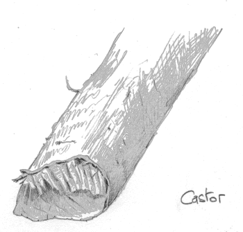 Le castor est passé par là… / © Jean-Philippe Paul