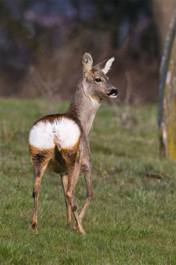 Le chevreuil possède une plage de poils clairs au niveau du fessier. Jaune sale en été, celle-ci devient blanche en hiver. Lorsqu'il est dérangé et qu'il s'enfuit, le cervidé avertit ses congénères en poussant des aboiements puissants et en déployant ce signal visuel.