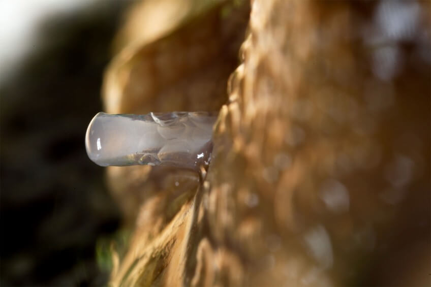 Le dard d'amour des gastéropodes n'a rien de tendre. C'est une dague de calcaire dure qui mesure jusqu'à 8 mm chez certaines espèces. Ici, l'arme est restée plantée dans le pied d'un petit-gris. Escargots rois du slow sex