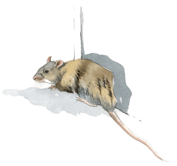 Le discret rat noir / © Federico Gemma