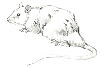 Le discret rat noir / © Federico Gemma