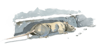 Le discret rat noir / © Federico Gemma